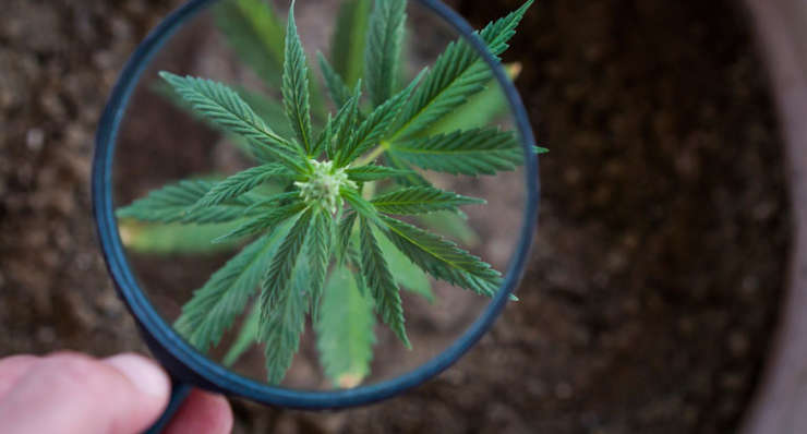 Cannabis Terapeutica