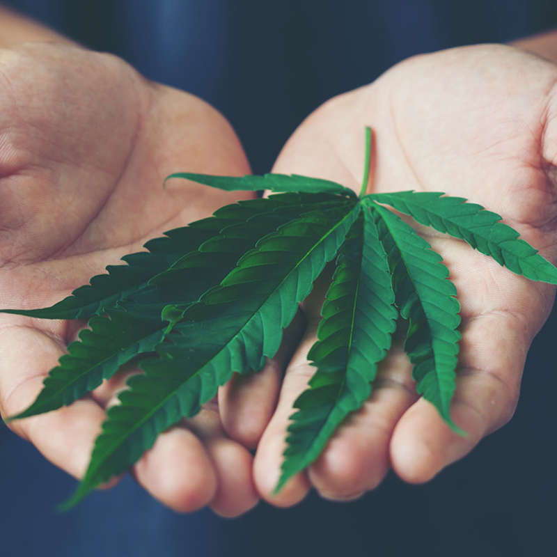 cannabi-terapeutica cannabi-terapeutica