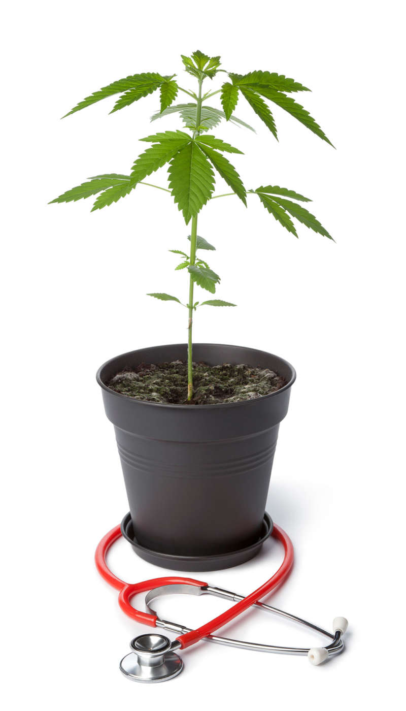 medical-marijuana medical-marijuana